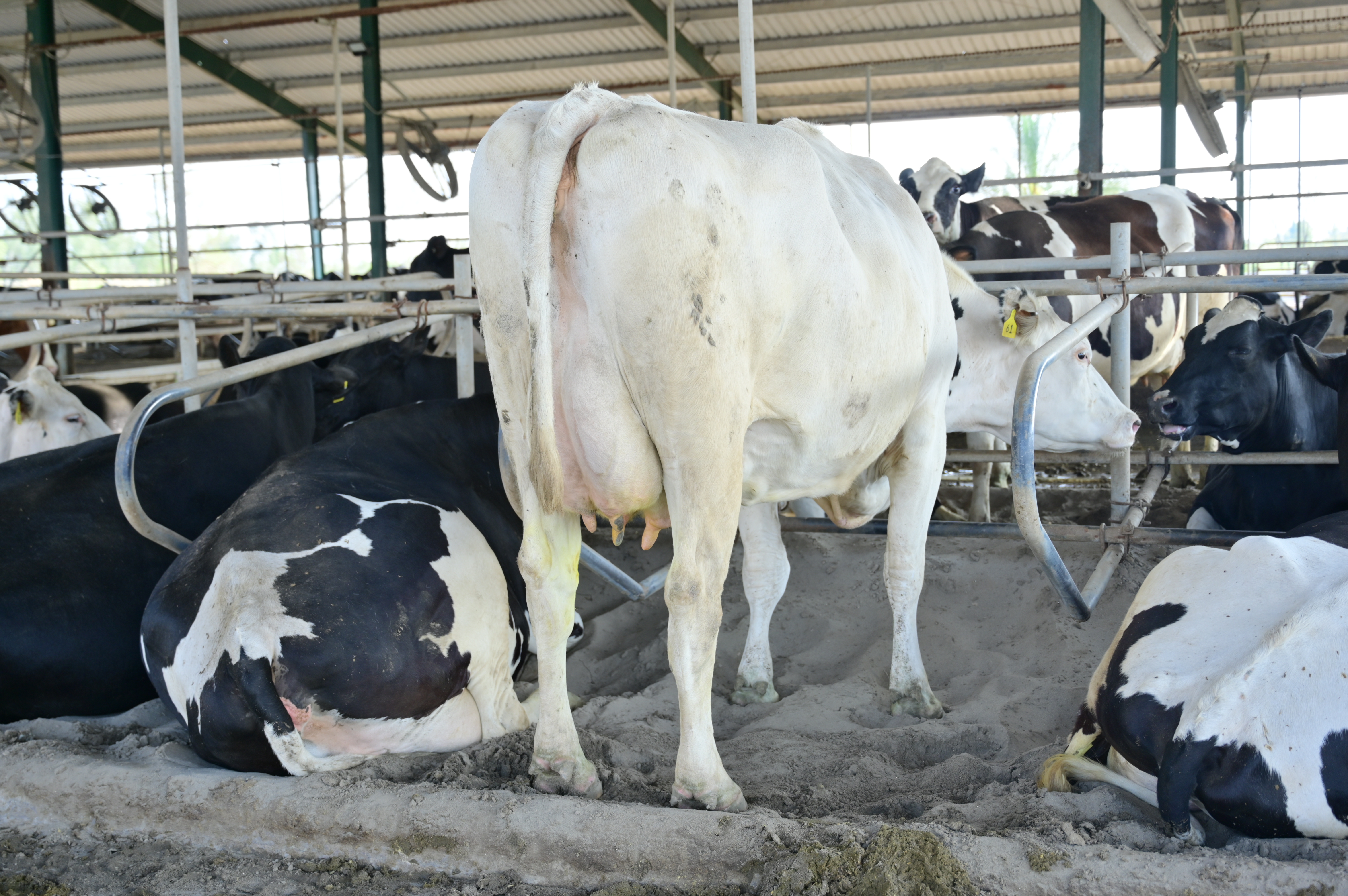White cow at Ibrahim Dairies